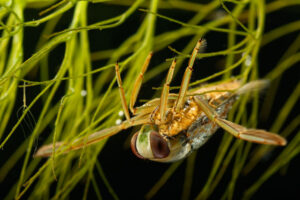 Gemeiner Rückenschwimmer, Notonecta glauca, Makro, Corinna Kroll