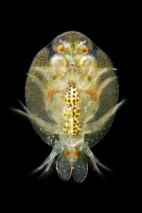 Karpfenlaus, Argulus foliacaeus, Makro, Corinna Kroll