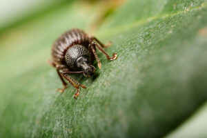 Raustreifiger Dickmaulrüssler, Otiorhynchus rugosostriatus, Corinna Kroll