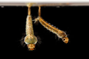 Larven der Ringelmücke, Culiseta annulata, Makro, Corinna Kroll