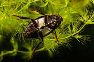 Schwarzer Kolbenwasserkäfer, Hydrophilus aterrimus, Makro, Corinna Kroll